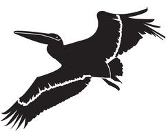 Black and white drawing of the pelican clipart