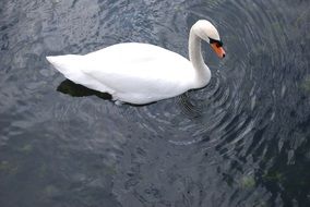white swan swimming on water