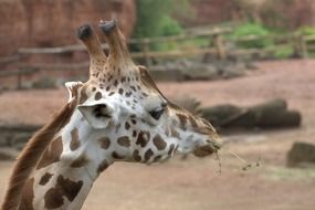 Giraffe cute Head close-up