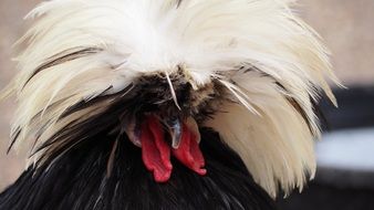 fluffy crested Polish chicken head close up