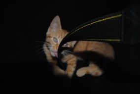 Cute and colorful Cat with Canon