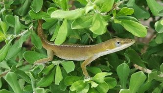 green anole on the bush with green leaves