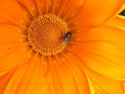 small Fly on Orange Flower