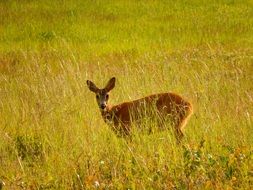 gorgeous beauty Roe Deer