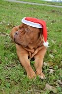 Dog in Hat Santa