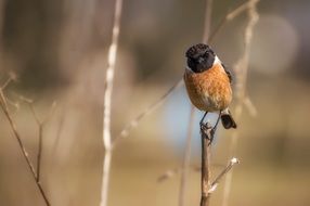 a bird on the edge of a branch