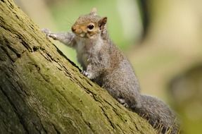 cute fluffy Squirrel on Tree close-up on a blurred background