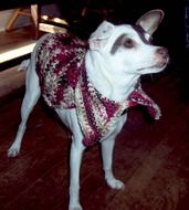 rat terrier in coat