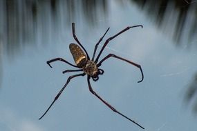Spider in the tropics
