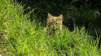 looking cute lazy cat on nature in the green grass