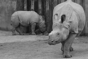 large rhinoceros in the zoo