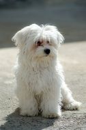 Cute white maltese puppy