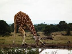 big Giraffe drinks water in wild, Kenya