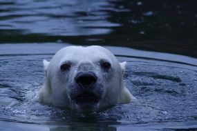 swiming Polar Bear head above Water