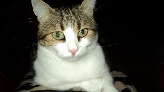 pet cat is lying in a dark room