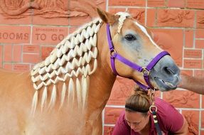 horse with a braided mane for riding