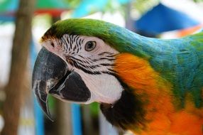 macaw parrot head closeup