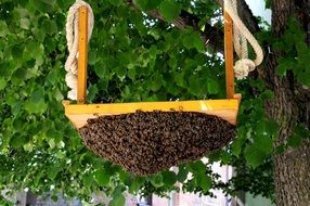 Hive of Honey Bees on board at tree