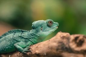 small Lizard