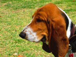 Basset Hound Dog