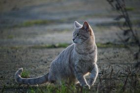 Tiger cat on a street