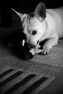 black and white photo of a beautiful white puppy with a toy