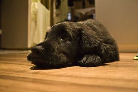 black puppy retriever lying on the floor