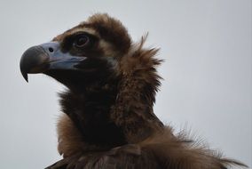 profile portrait of a vulture