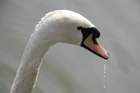 swan head