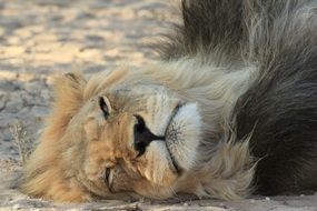 Lion Resting