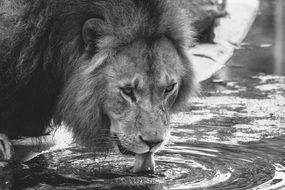 Lion Drink