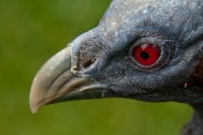 head of a gray bird with red eyes
