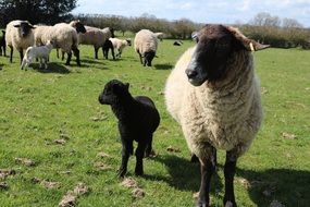 Sheep on a farm in agriculture