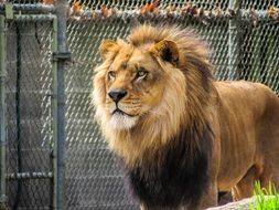 lion at the zoo