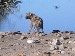 hyena on the waterfront in the wild