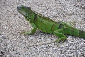 Iguana on the ground