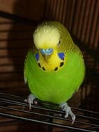 Green Yellow Budgie