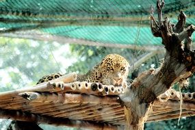 Beautiful tiger in wildlife