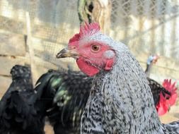 grey farm hen