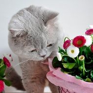 grey cat smelling flowers