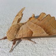 moth on the white surface