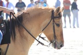 Beautiful and cute horse with the rider near the people