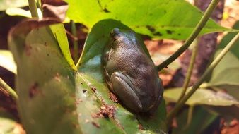 beautiful and amazing Frog