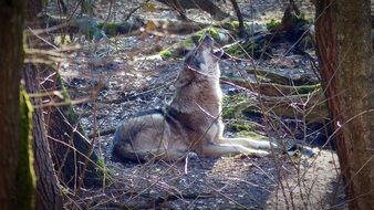 the wolf howls in the forest