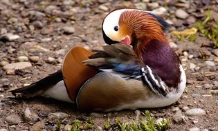 Mandarinente Duck