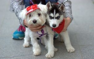 Dog Husky Bichon Pair