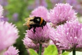 bee collecting nectar on the flowers