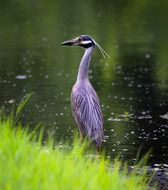 heron in the water near the green shore