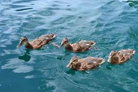 Mallards Ducks