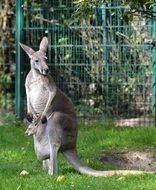 gray kangaroo at the zoo